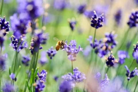 Der Garten der Sinne in Laatzen lockt u.a. mit duftendem Lavendel (Foto: pixabay)